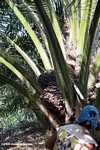 Harvesting oil palm fruit -- borneo_5034