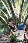 Harvesting oil palm fruit -- borneo_5038