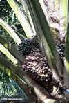 Palm oil fruit on the tree