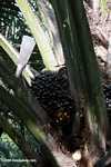 Palm oil fruit on the tree -- borneo_5050