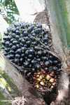Palm oil fruit on the tree -- borneo_5053