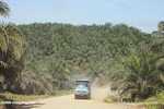 Truck driving through an oil palm plantation