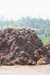 Piles of oil palm fruit at a palm oil mill -- borneo_5102