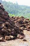 Piles of oil palm fruit at a palm oil mill -- borneo_5107