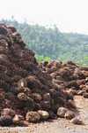 Piles of oil palm fruit at a palm oil mill -- borneo_5108