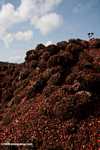 Piles of oil palm fruit at a palm oil mill -- borneo_5119