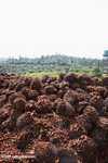Piles of oil palm fruit at a palm oil mill -- borneo_5120
