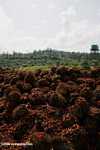 Piles of oil palm fruit at a palm oil mill -- borneo_5121