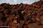 Piles of oil palm fruit at a palm oil mill -- borneo_5123