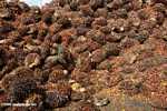 Piles of oil palm fruit at a palm oil mill -- borneo_5125