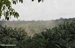 Bust rising from an oil palm plantation road