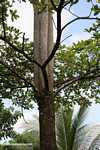 Tree with thrunk that splits into three -- borneo_5155