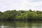 Mangroves along the Sabang River -- borneo_5164