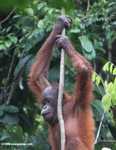 Young orangutan -- borneo_5214