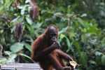 Young orangutan eating a banana at Sepilok -- borneo_5224