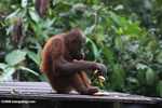 Young orangutan eating a banana at Sepilok -- borneo_5228