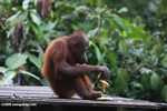 Young orangutan eating a banana at Sepilok -- borneo_5229