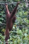 Young orangutan swinging from a rope at Sepilok