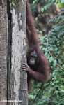 Orangutan peaking around a canopy tree trunk