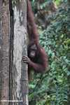 Orangutan on a tree trunk -- borneo_5255