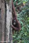 Orangutan on a tree trunk -- borneo_5256