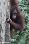 Orangutan on a tree trunk -- borneo_5257a