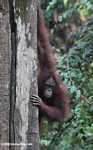 Orangutan on a tree trunk -- borneo_5258