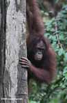 Orangutan on a tree trunk -- borneo_5259