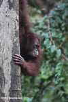 Orangutan on a tree trunk -- borneo_5261