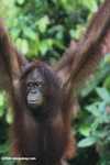 Orangutan hanging from an access rope at Sepilok -- borneo_5270