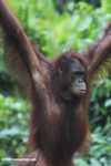 Orangutan hanging from an access rope at Sepilok -- borneo_5273