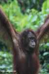 Orangutan hanging from an access rope at Sepilok -- borneo_5274