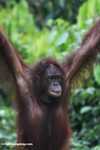 Orangutan hanging from an access rope at Sepilok -- borneo_5275