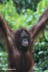 Orangutan tergantung dari tali akses di Sepilok