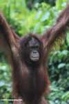 Orangutan hanging from an access rope at Sepilok -- borneo_5277