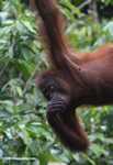 Orangutan sucking its thumb -- borneo_5288