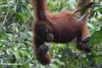 Young orangutan -- borneo_5290