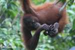 Young orangutan eating bananas -- borneo_5292
