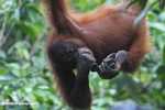 Young orangutan eating bananas -- borneo_5294
