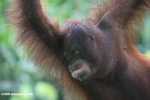 Orangutan making an ugly face -- borneo_5302