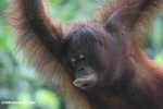 Young orangutan -- borneo_5303
