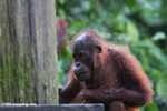 Orangutan at Sepilok -- borneo_5307