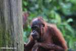 Orangutan at Sepilok -- borneo_5309