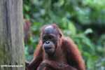 Orangutan at Sepilok -- borneo_5312