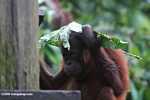 Orangutan at Sepilok covering its head with a leaf