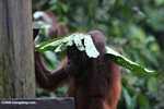 Orangutan with a leaf umbrella -- borneo_5322