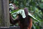 Orangutan with a leaf umbrella -- borneo_5323