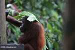 Orangutan covering itself with a leaf umbrella