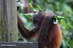 Orphaned orangutan at Sepilok -- borneo_5344