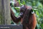 Orphaned orangutan playing with a lead at Sepilok Rehabilitation Center in Sabah